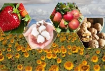 TÜİK: 2025’te Bitkisel Üretimde Gerileme Bekleniyor