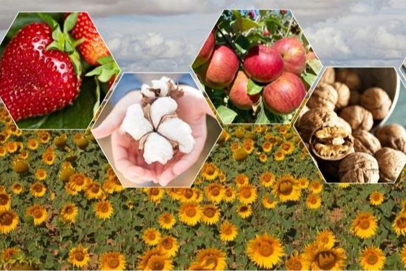 TÜİK: 2025’te Bitkisel Üretimde Gerileme Bekleniyor