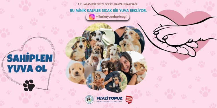 Milas’ta Minik Dostlar İçin Yuva Seferberliği

