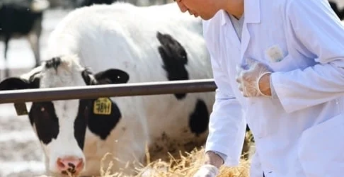 Veteriner harcamaları rekor seviyeye ulaştı