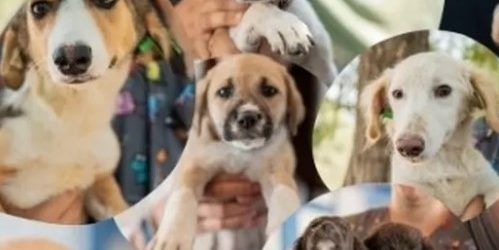 Milas’ta Minik Dostlar İçin Yuva Seferberliği