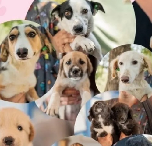 Milas’ta Minik Dostlar İçin Yuva Seferberliği